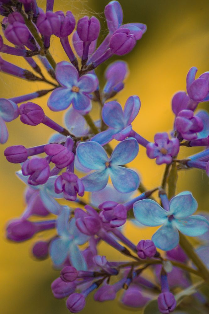 Цветочная поляна