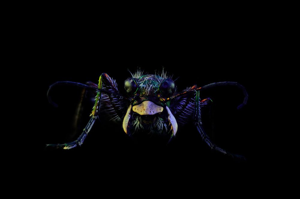 Cicindela campestris