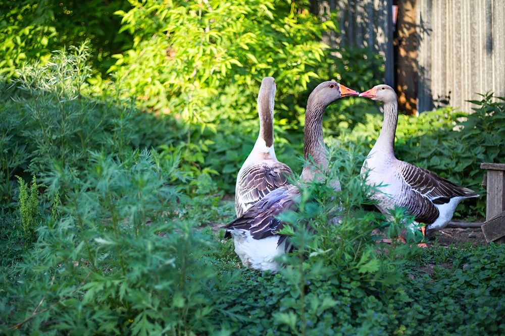 Photograph by Анна Ополихина