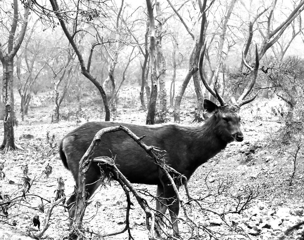 Photograph by Kapil Singh