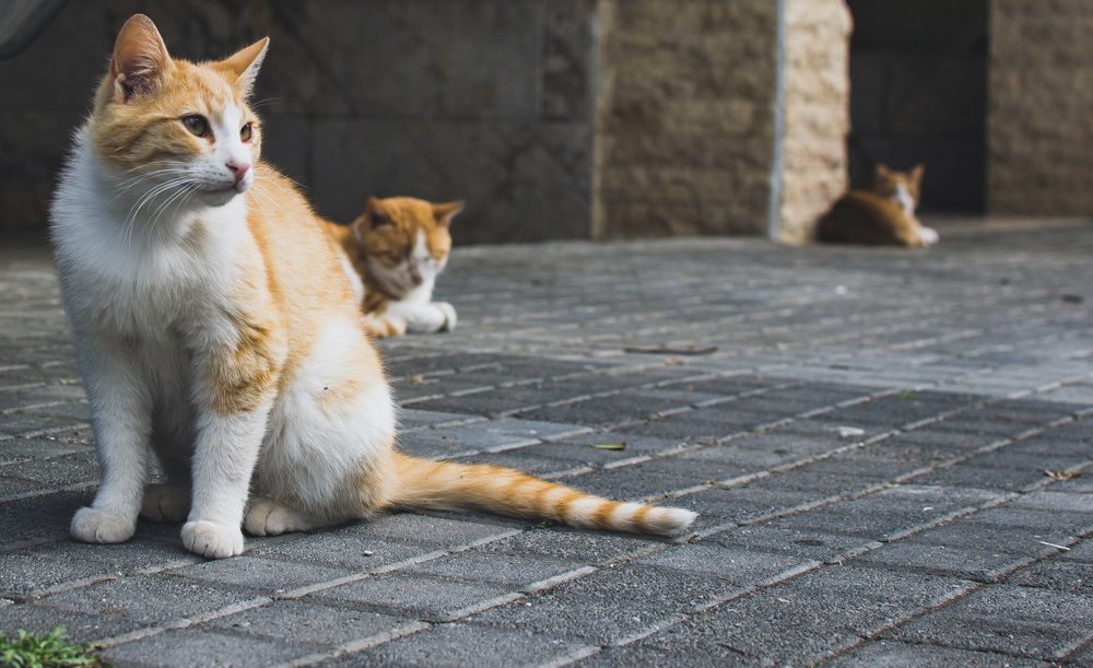 Photograph by Christos K.