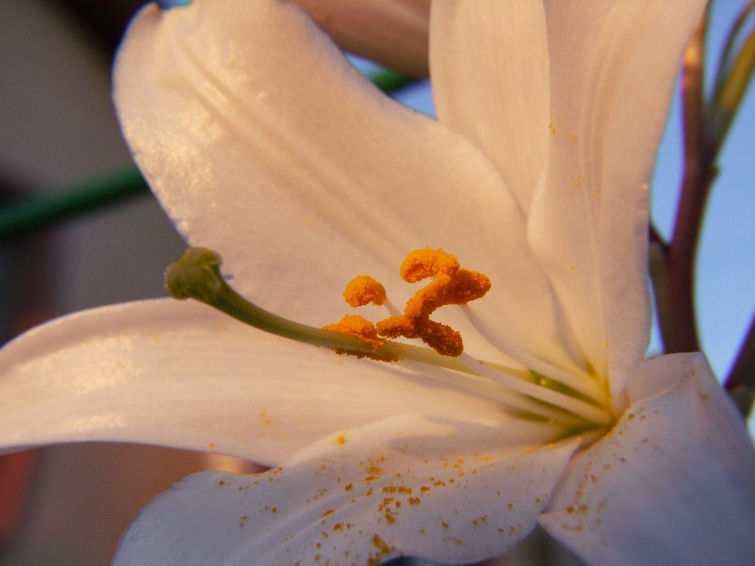 Photo #6196400