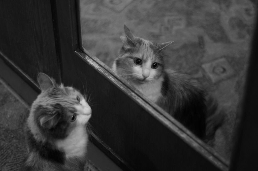 Зеркальный двойник