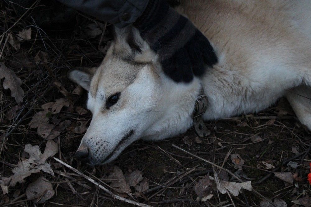 Photograph by Алина Лебедева