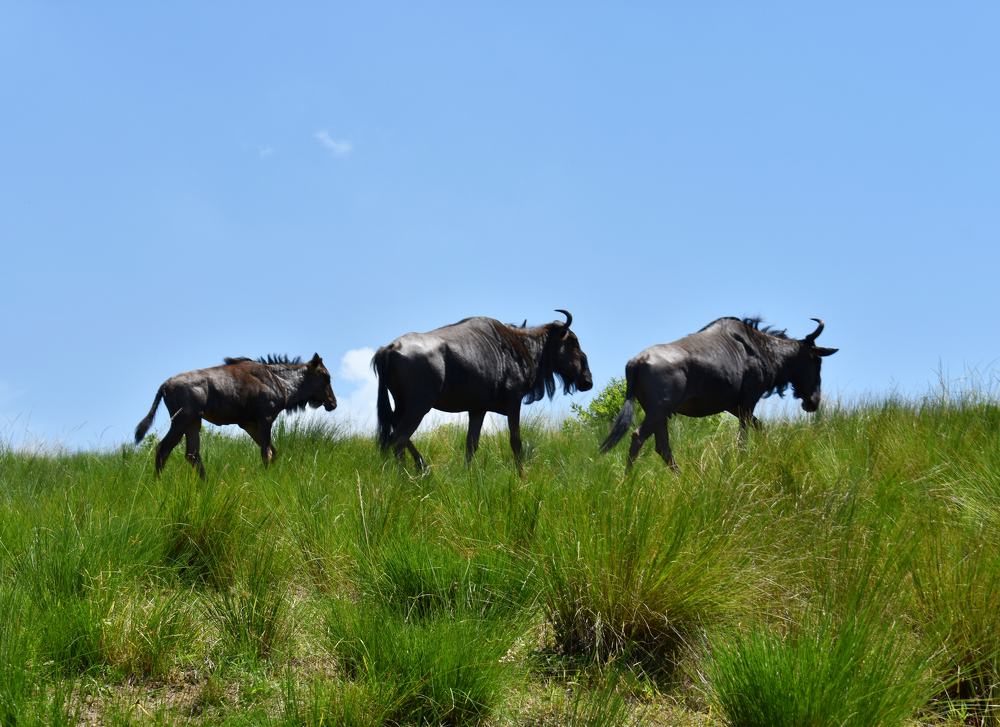 Photograph by Claudia Gadea