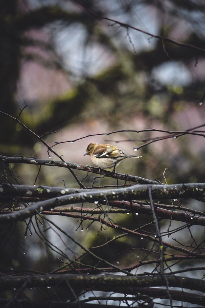 Photograph by Navid Tahmasbi