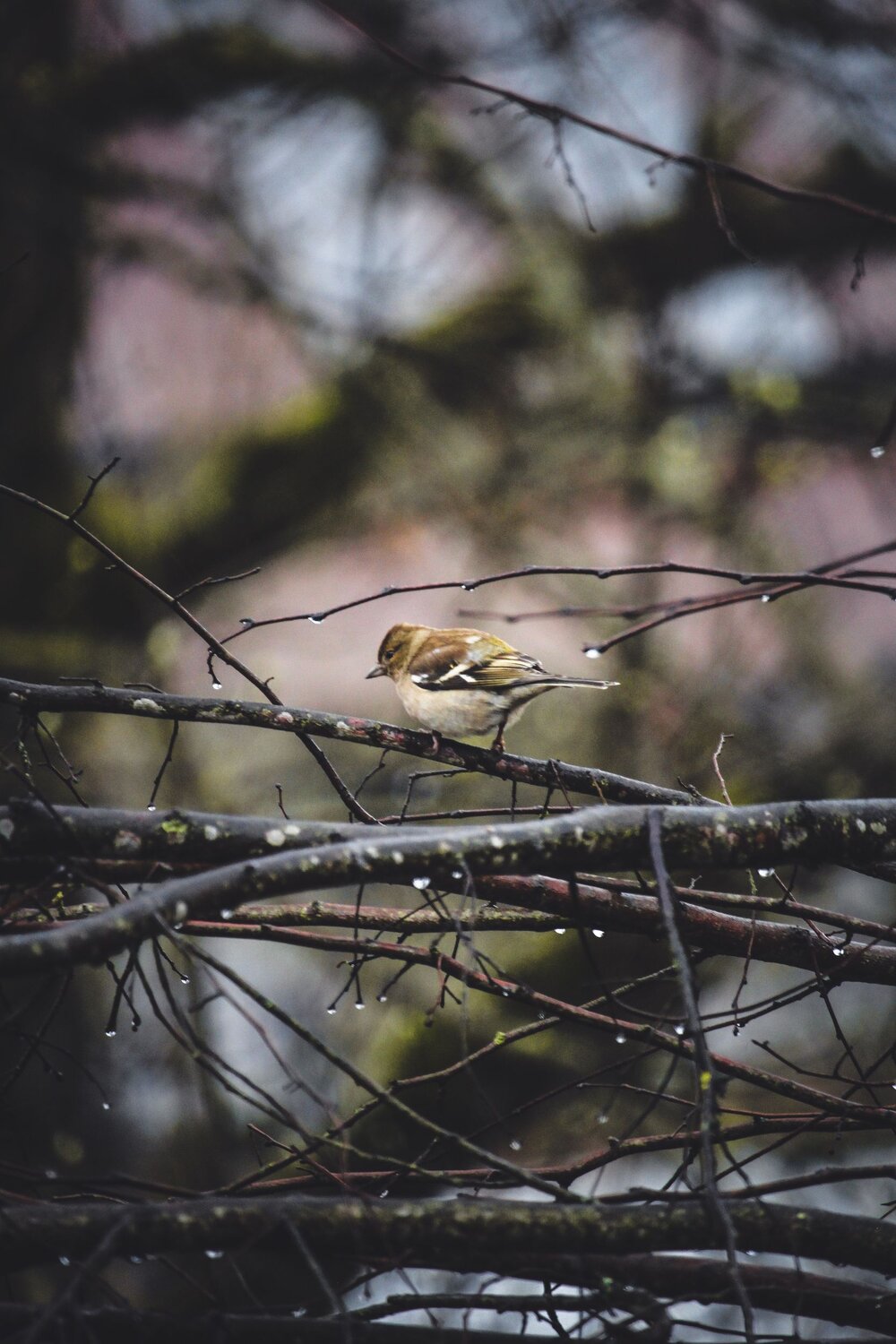 Photo #6196504