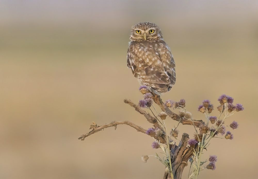 Photograph by Ramin Rajaeian