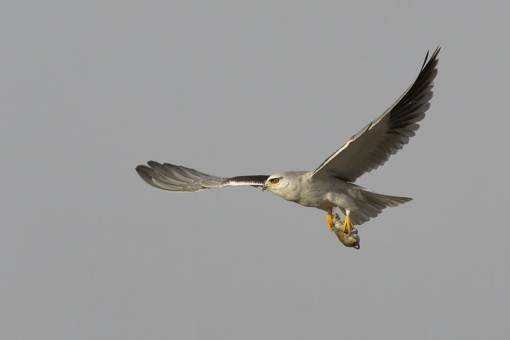 Photograph by Ramin Rajaeian