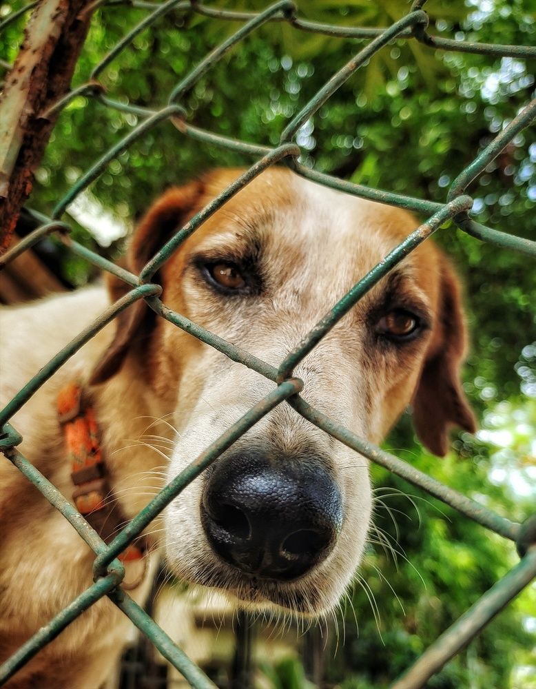 Beautiful keeper of the garden