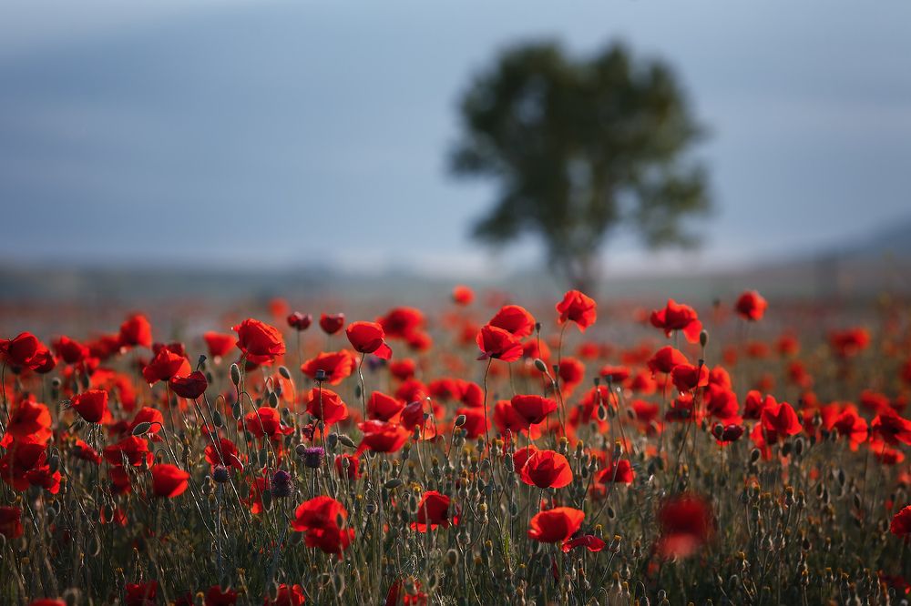 Май в Крыму - время охоты за маками.