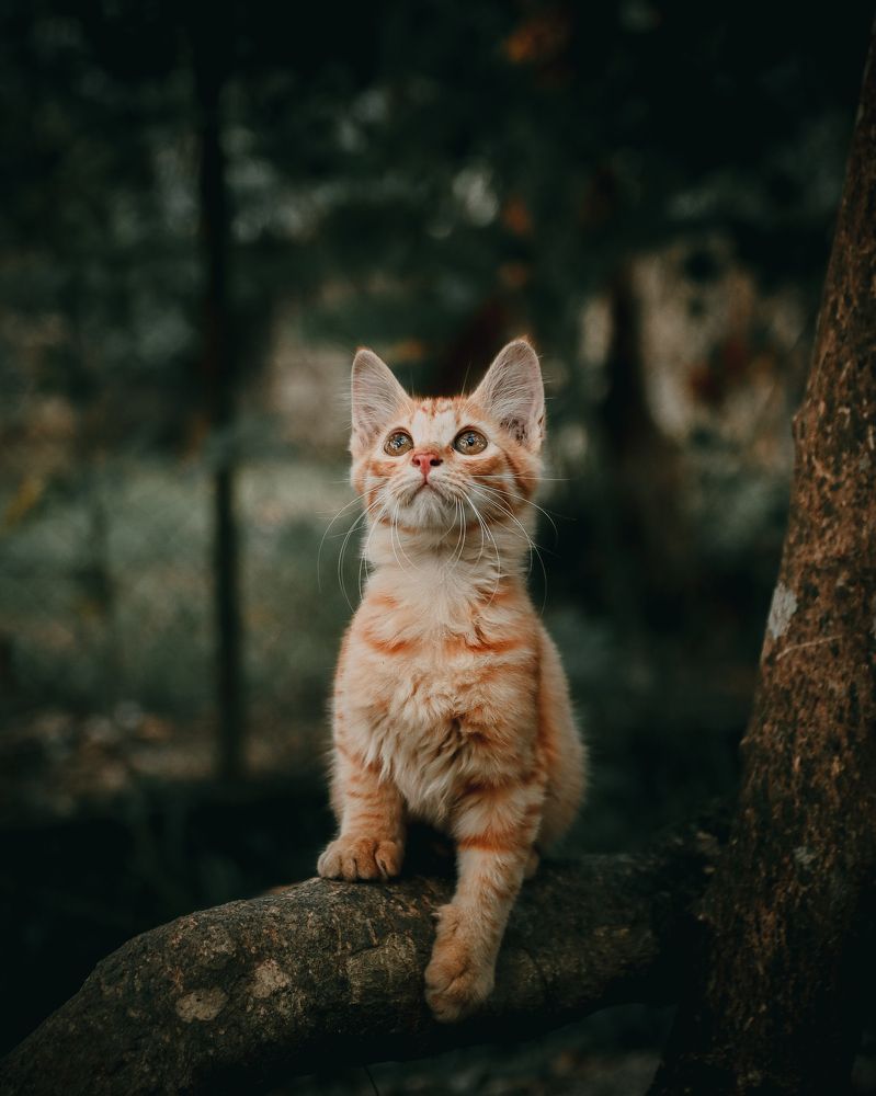 Jebat