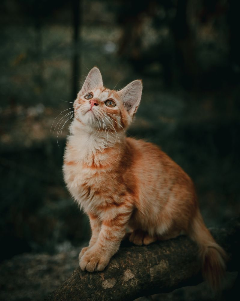 Photograph by WAN AHMAD AL - AMIN BIN MOHD ZAI