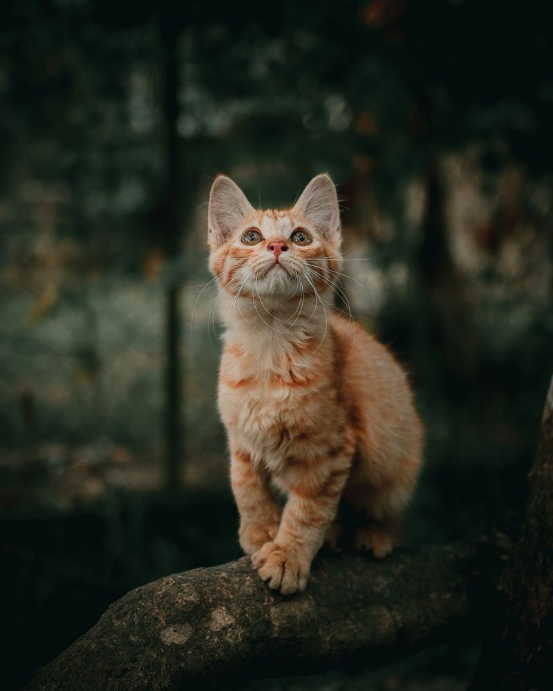 Jebat