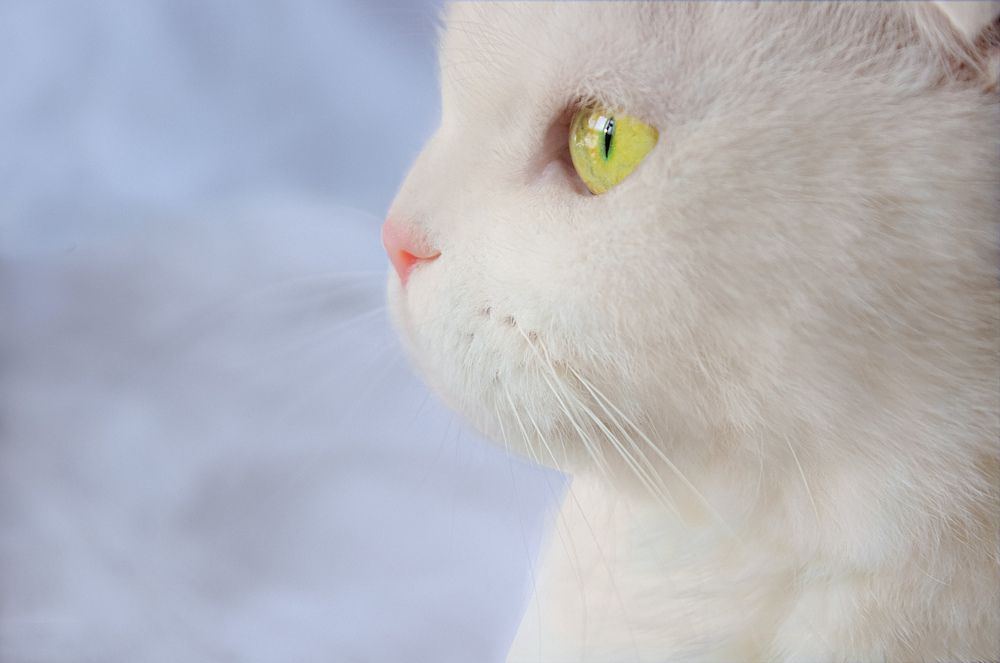 Photograph by Екатерина Николаенко