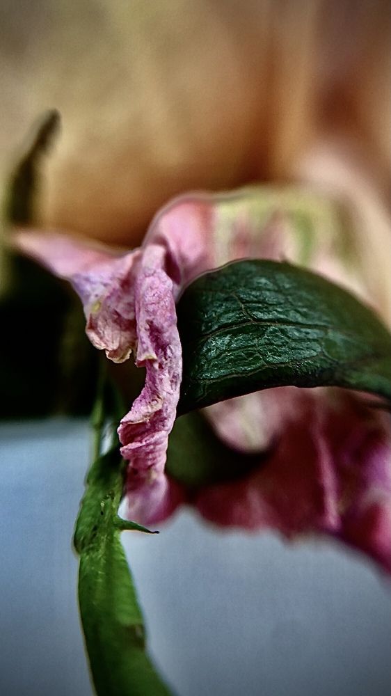 Фотография автора Виктория Калганова