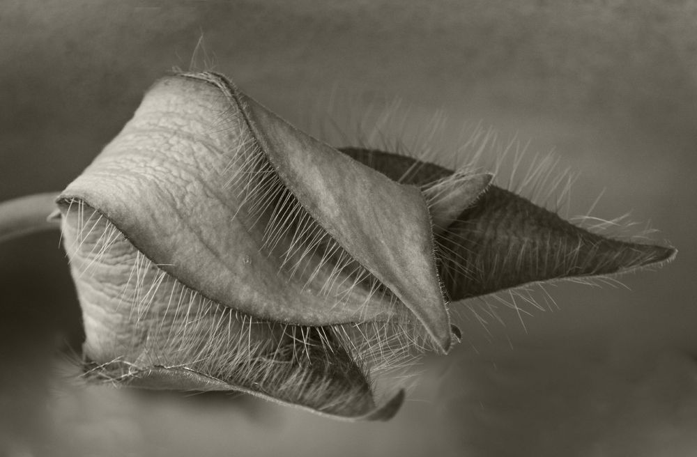 Photograph by Diana Alicia Rojas