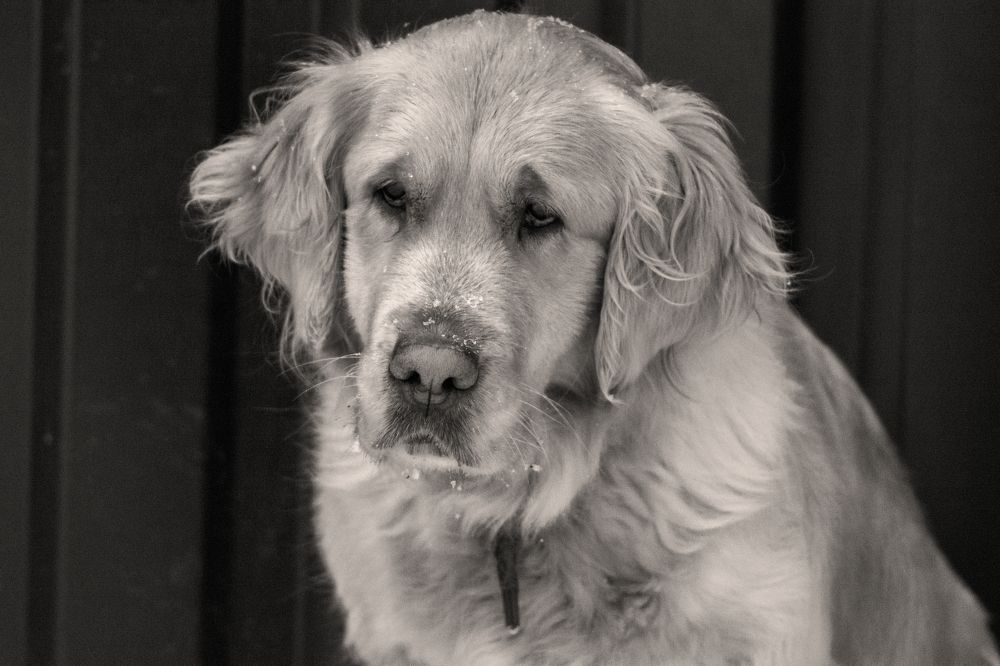 Photograph by Курлянцев Алексей