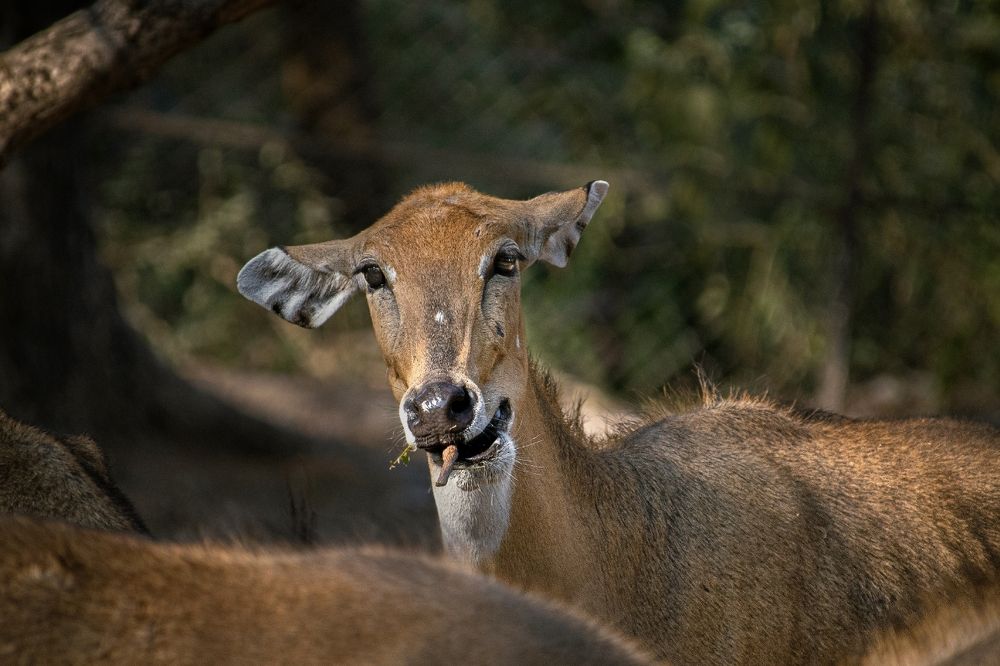 Nilgai