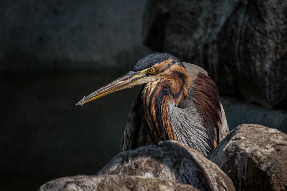 Purple Heron