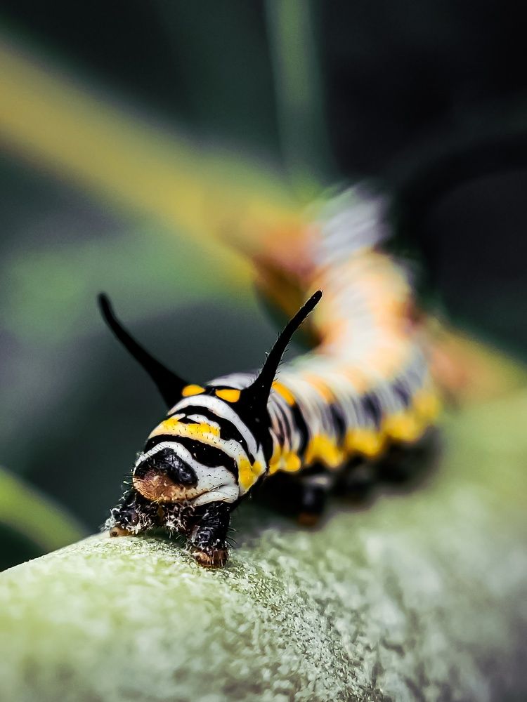 Catterpillar's Life Cycle