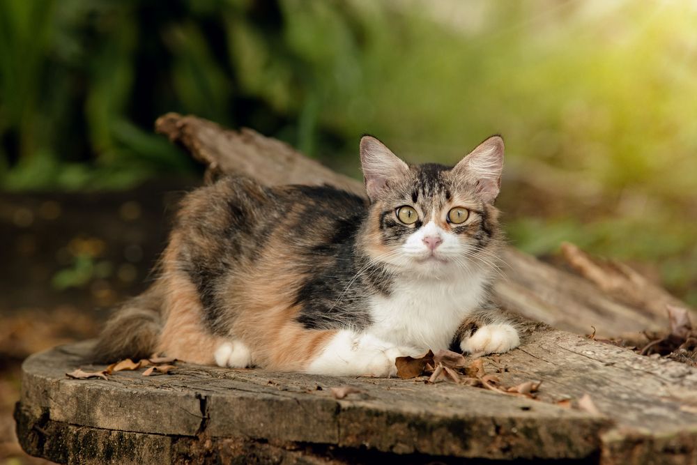 Photograph by HISYAMUWANDI MORSHIDI