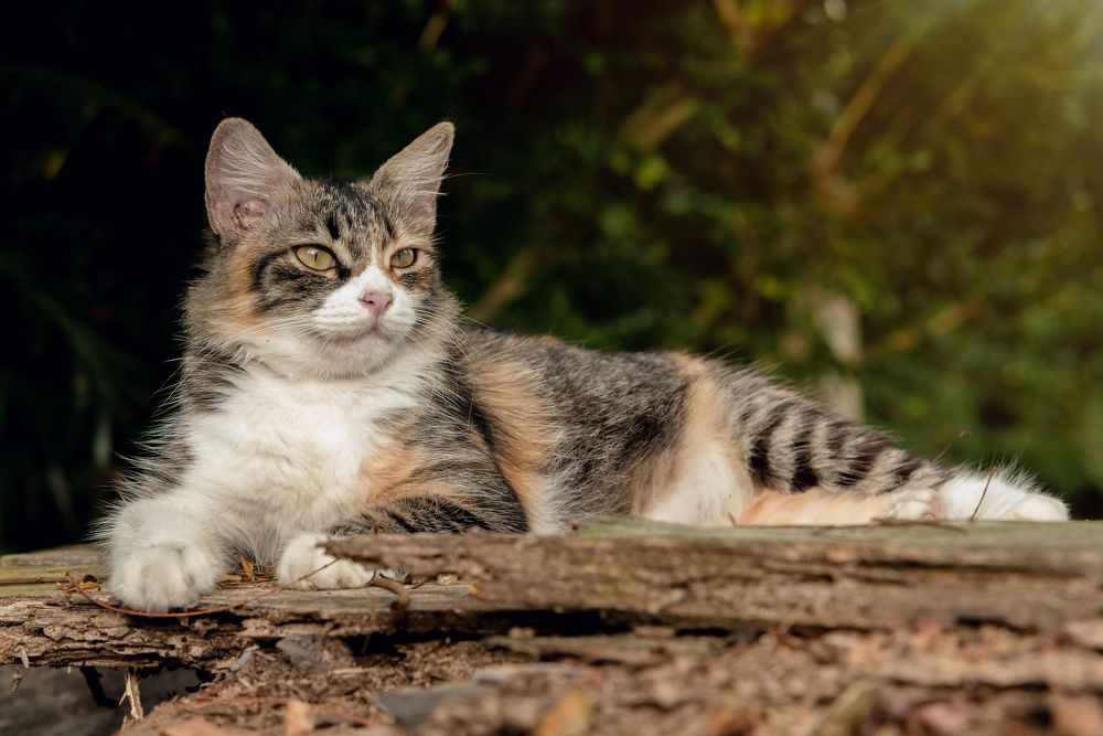 Photograph by HISYAMUWANDI MORSHIDI