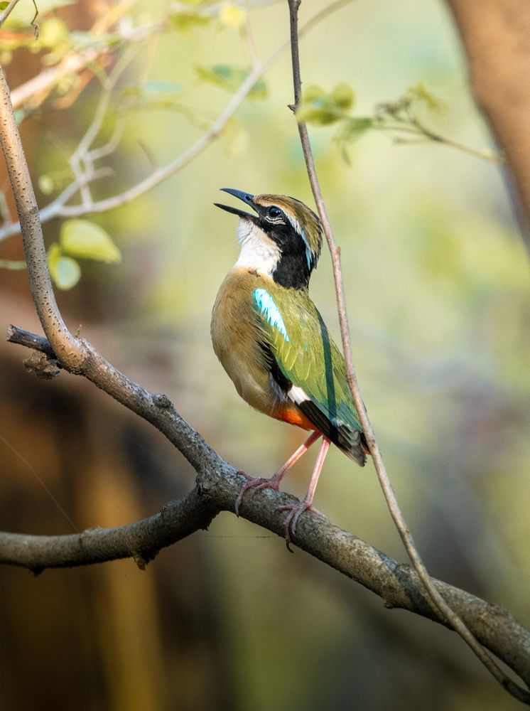 Photograph by Ankit Bhatta