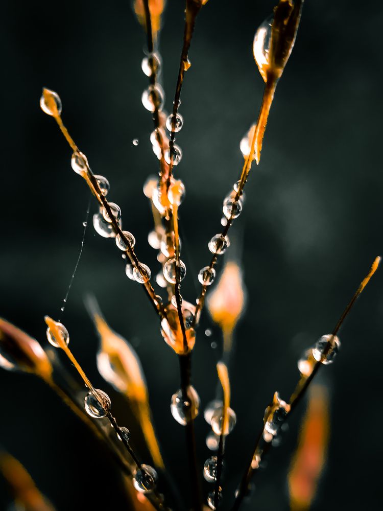 Droplets Of Grace.