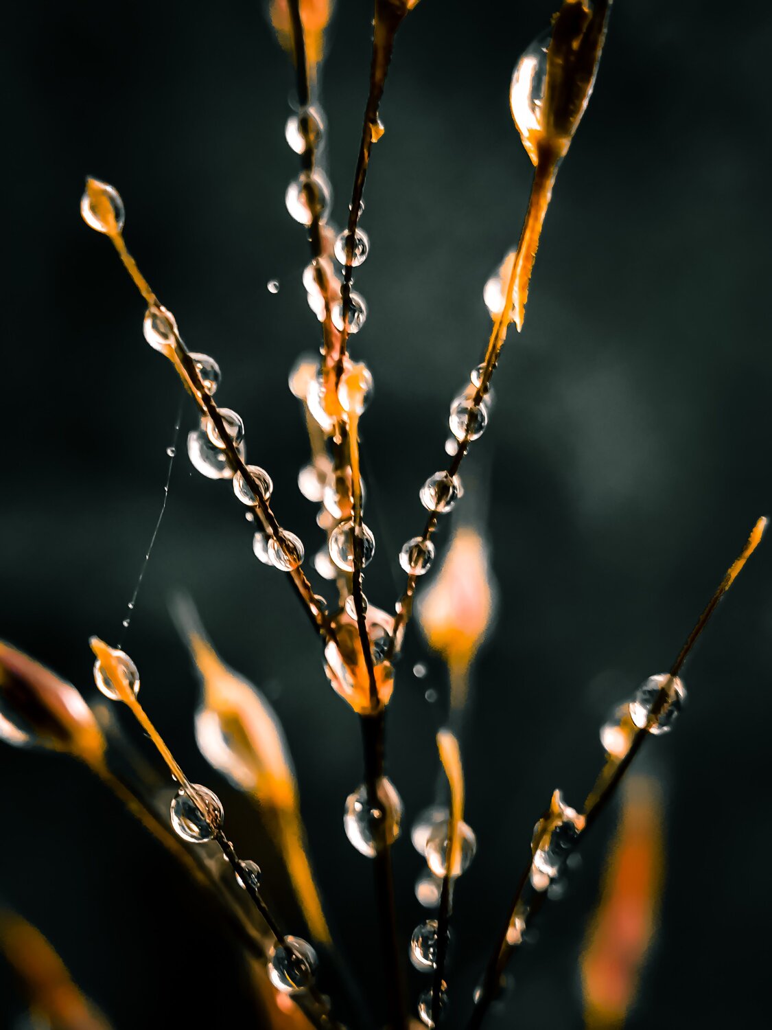 Droplets Of Grace.