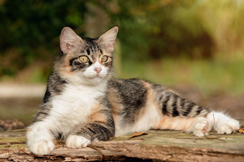 Photograph by HISYAMUWANDI MORSHIDI