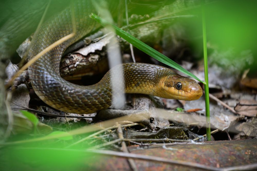 Photograph by Attila Mező