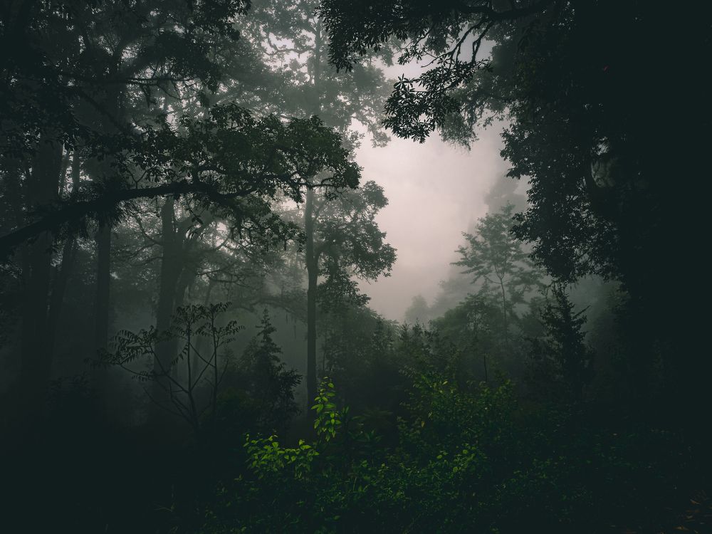 Photograph by Mahesh Bansal