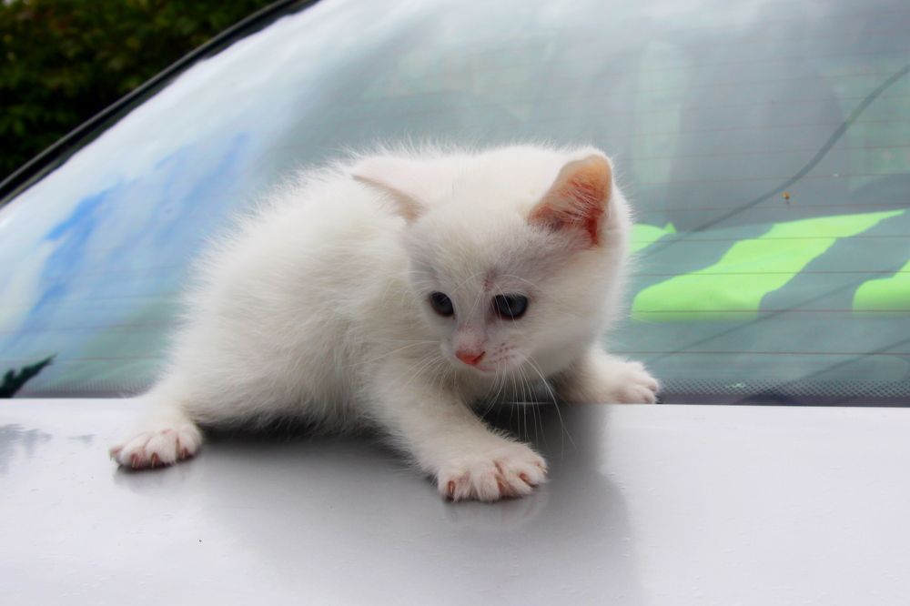 Фотография автора Сергей Барановский