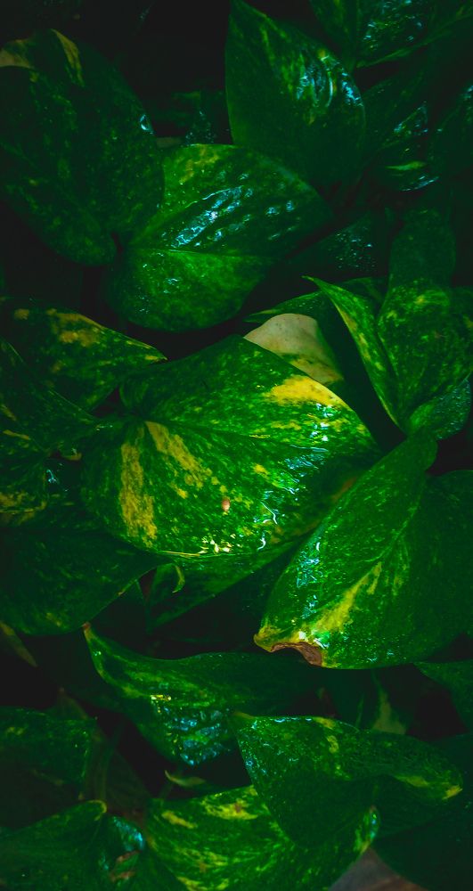 Green leaves wall