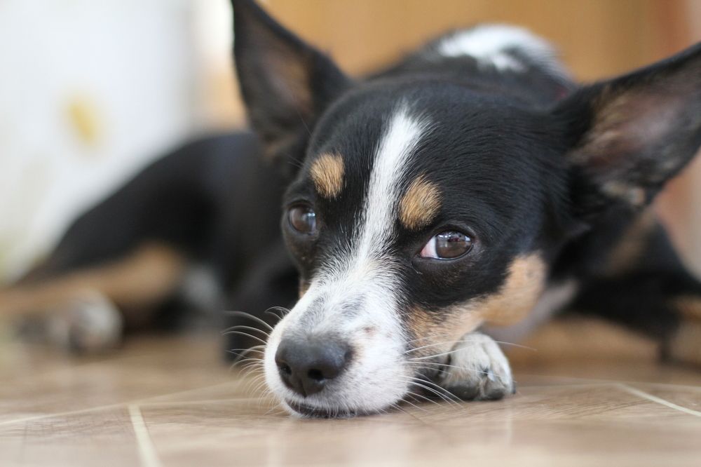 Мой лучший друг