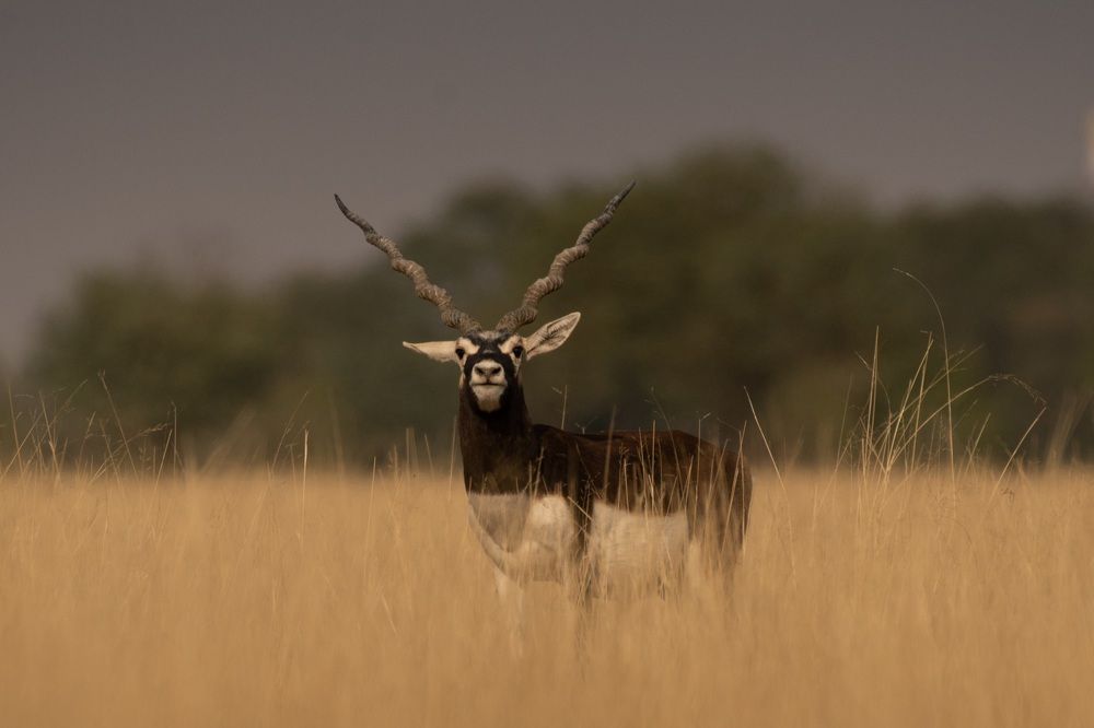 Фотография автора Dipanjan Pal