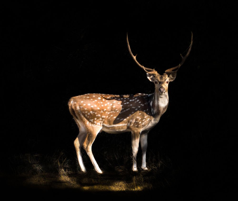 Фотография автора Dipanjan Pal