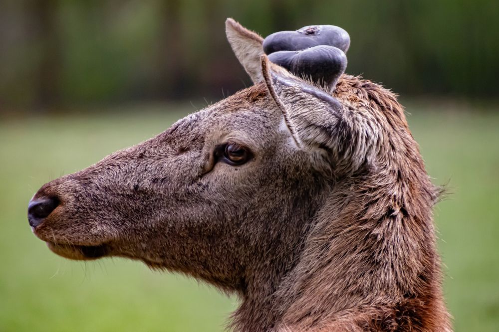 Photograph by Ellen Lichtenheldt