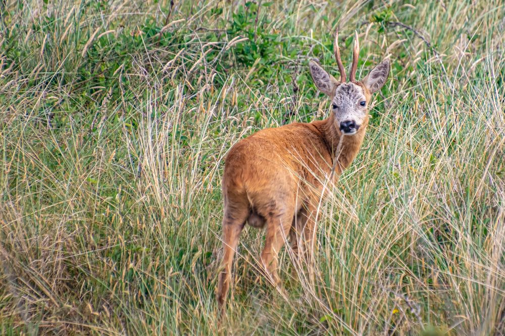 Photograph by Ellen Lichtenheldt