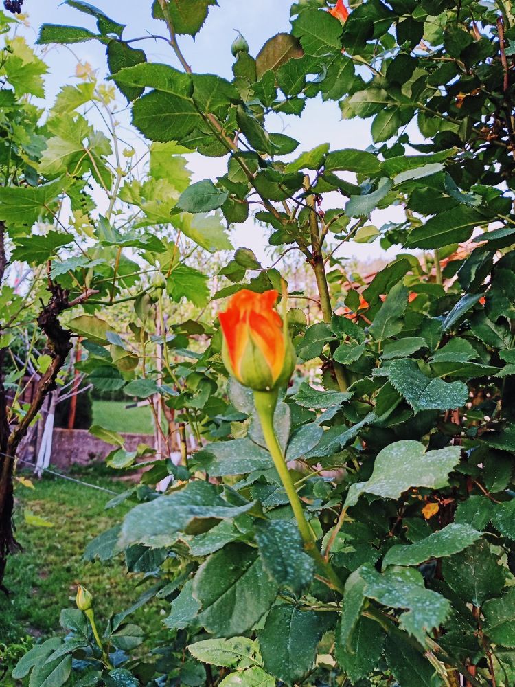 Фотография автора Stoyan Blagoev