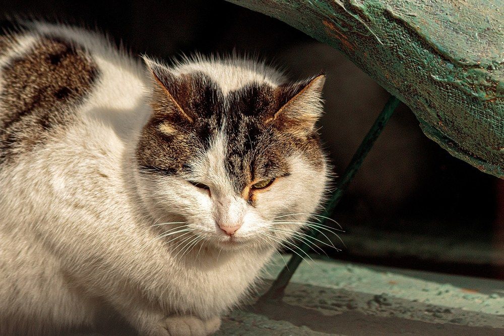 Photograph by Владимир Осипов