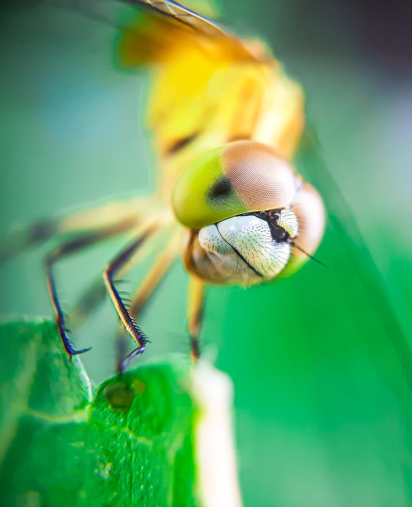 DRAGONFLY