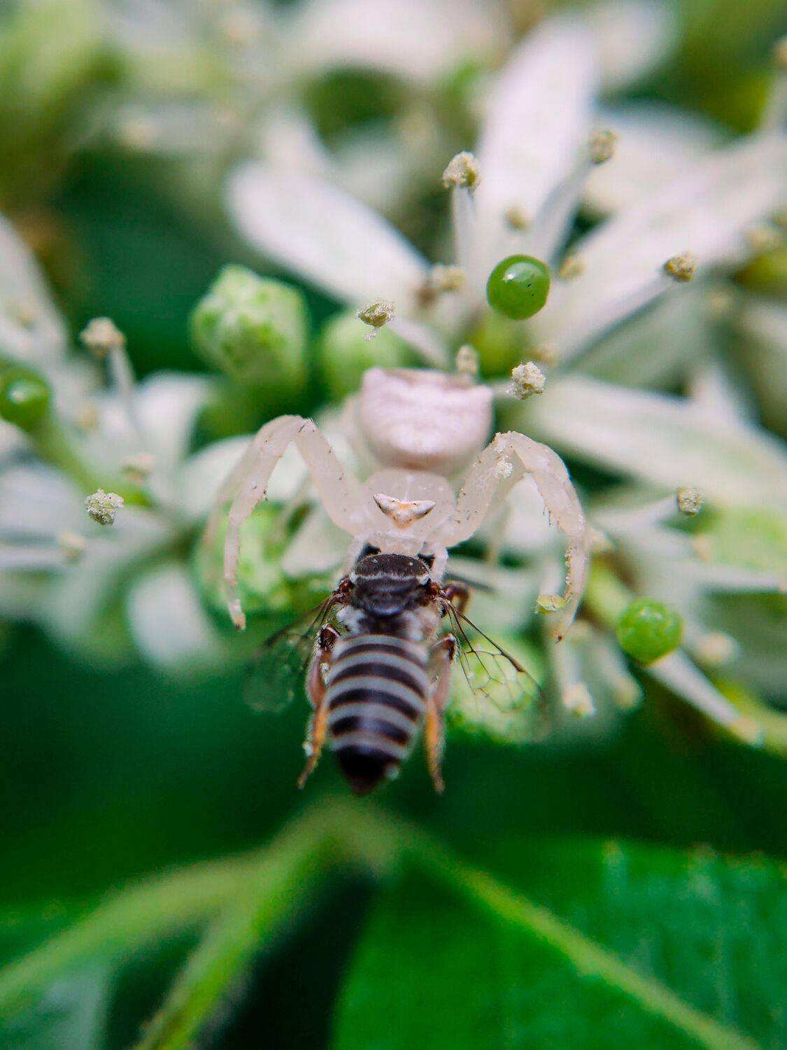 MACRO IN ACTION (THOMISUS)