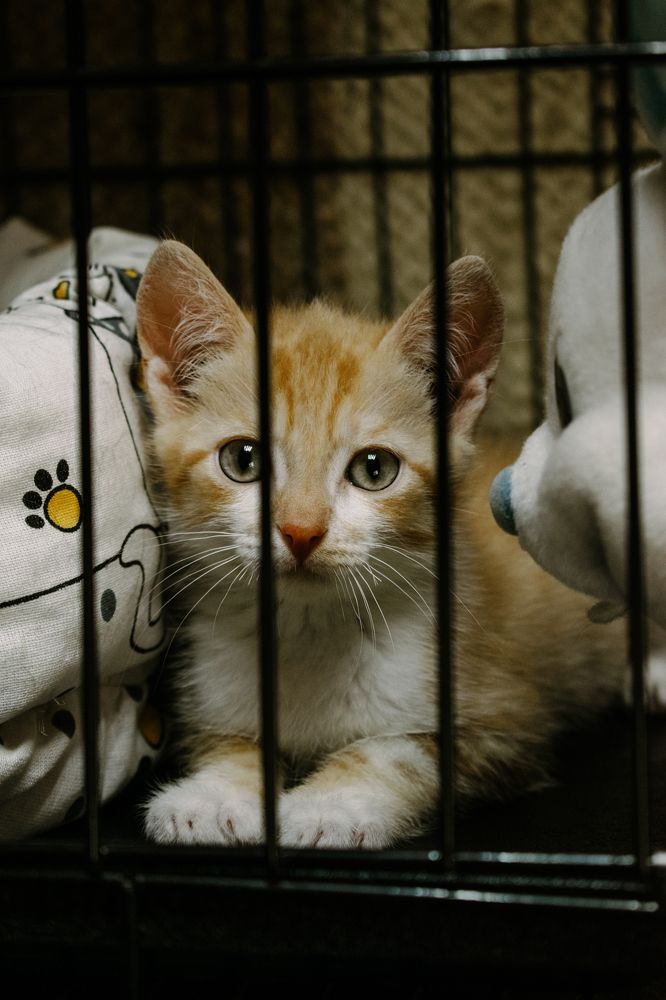 Фотография автора Андрей Вязьмин