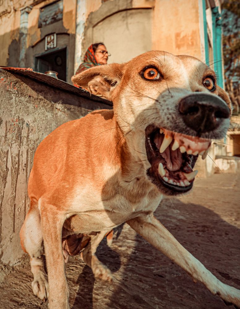 Фотография автора Shanu Sherief