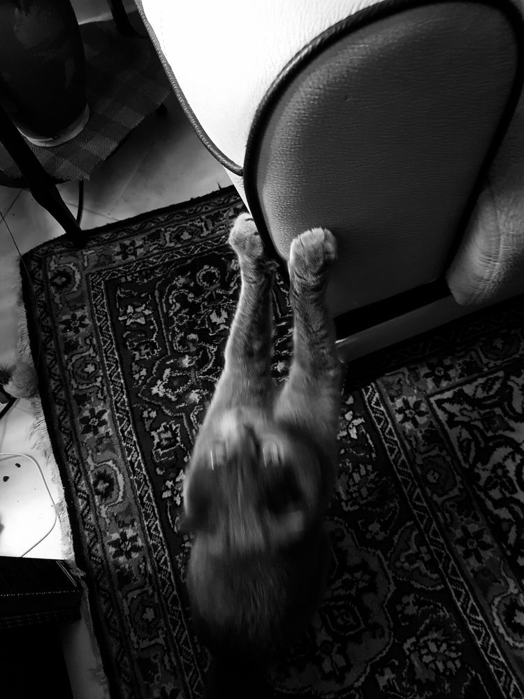 Photograph by Shaqayeq azizirad