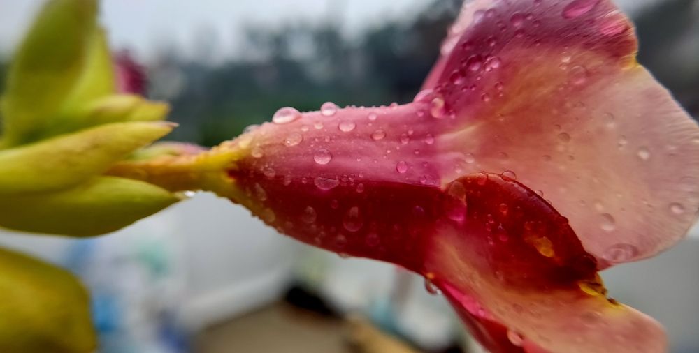 Photograph by Deepak Kanungo