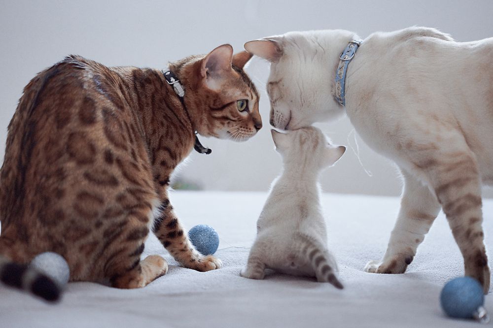 Семья Бенгальских кошек