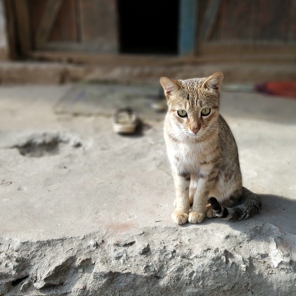 Photograph by AKSHAT DHARMSAKTU